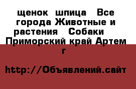 щенок  шпица - Все города Животные и растения » Собаки   . Приморский край,Артем г.